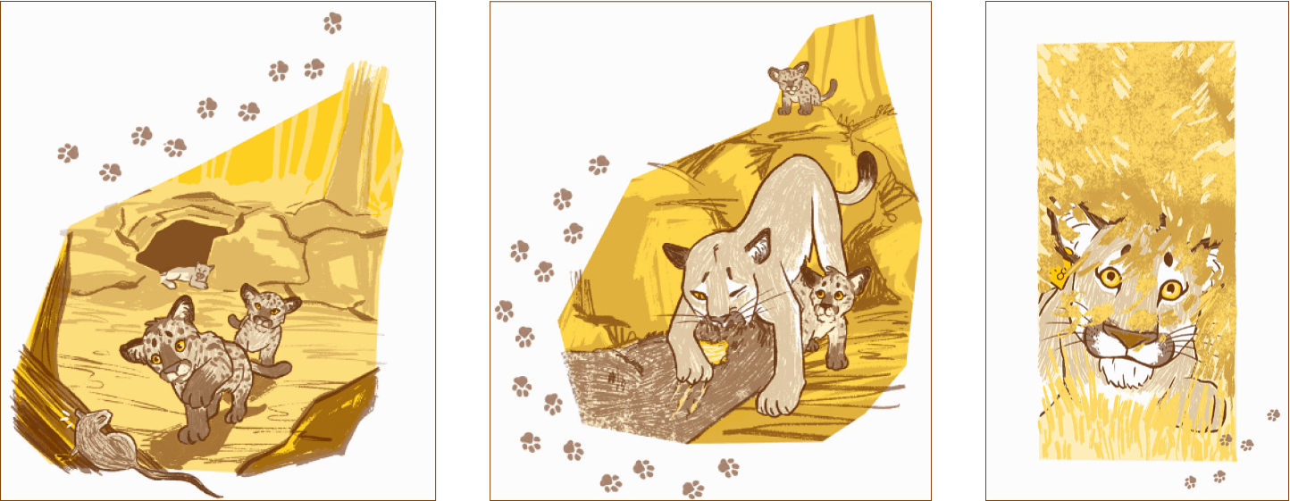 Three panels containing illustrations of mountain lions that appear in the book.